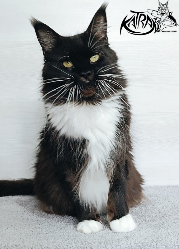 Katran Iris - Дорослий мейн-кун 5 років