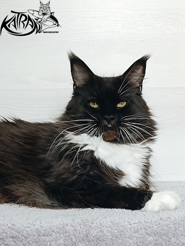 Katran Iris - Дорослий мейн-кун 5 років