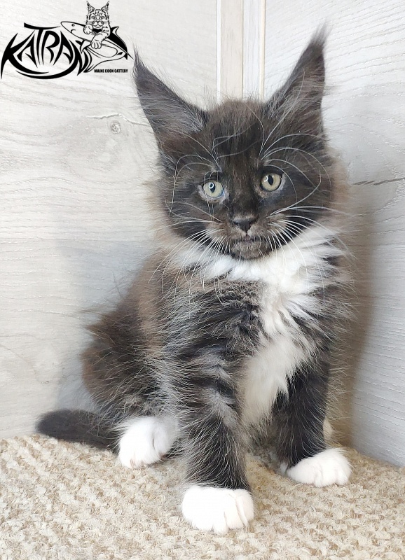 Katran Iris - Кошеня мейн-кун 1 місяць 2,5 тижні