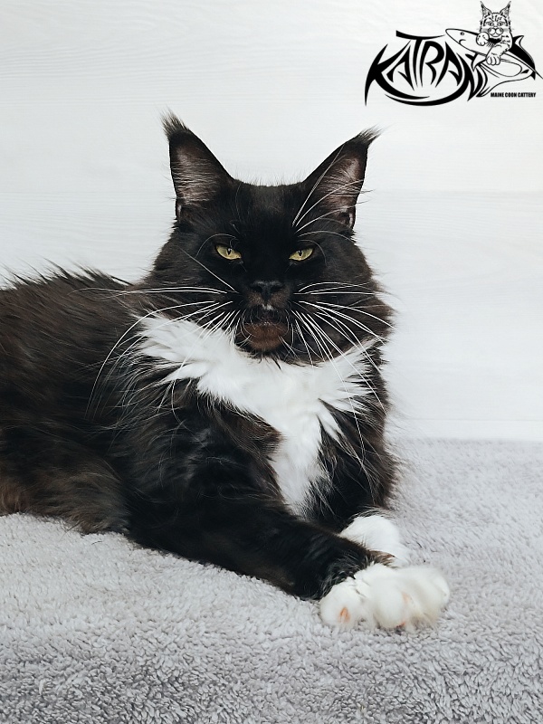 Katran Iris - Дорослий мейн-кун 5 років