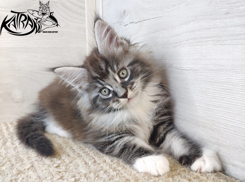 Katran Itan - Кошеня мейн-кун 1 місяць 2,5 тижні