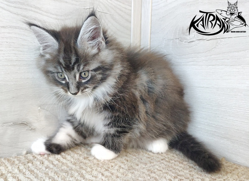 Katran Itan - Кошеня мейн-кун 1 місяць 2,5 тижні