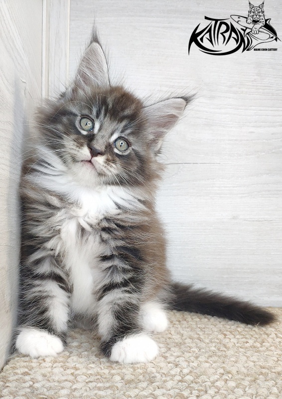 Katran Itan - Кошеня мейн-кун 1 місяць 2,5 тижні