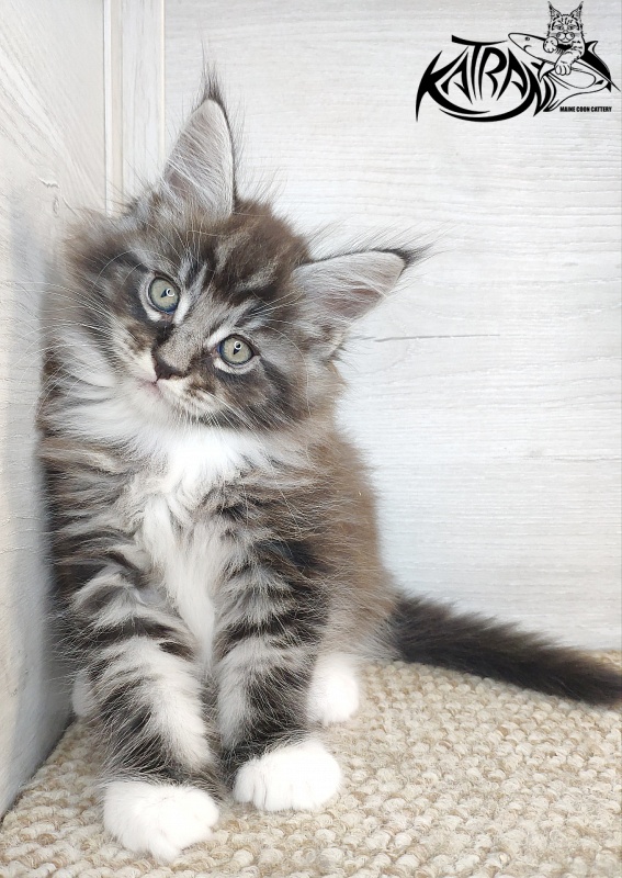 Katran Itan - Кошеня мейн-кун 1 місяць 2,5 тижні