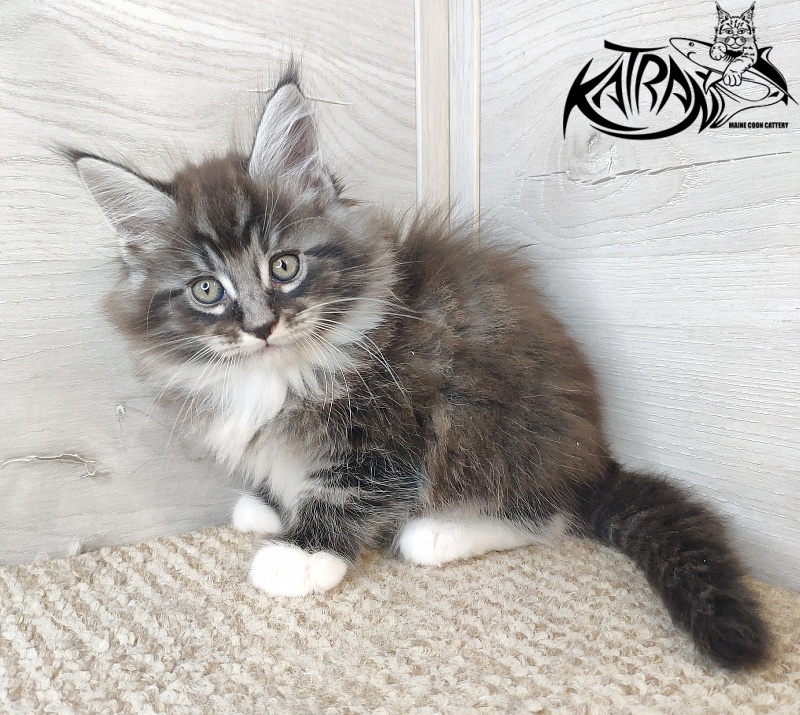 Katran Itan - Кошеня мейн-кун 1 місяць 2,5 тижні