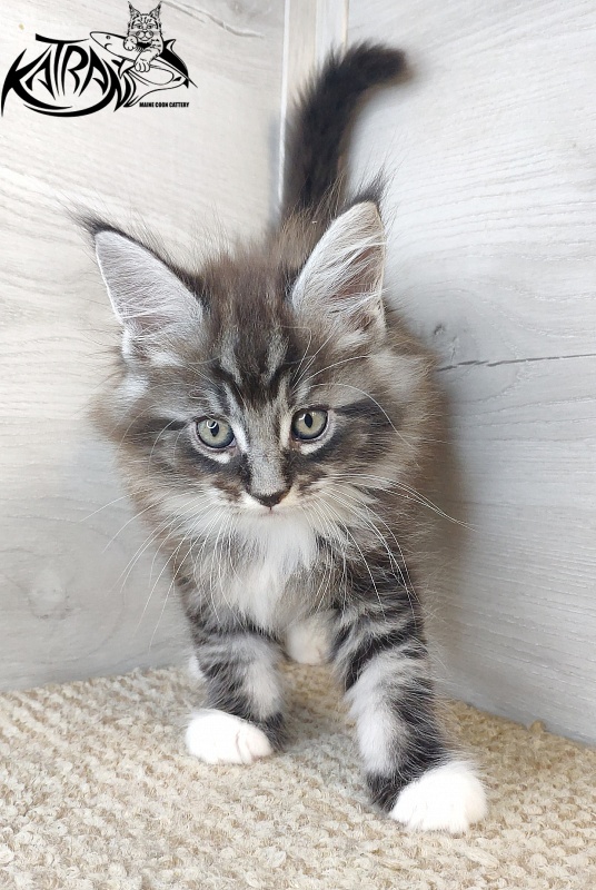 Katran Itan - Кошеня мейн-кун 1 місяць 2,5 тижні