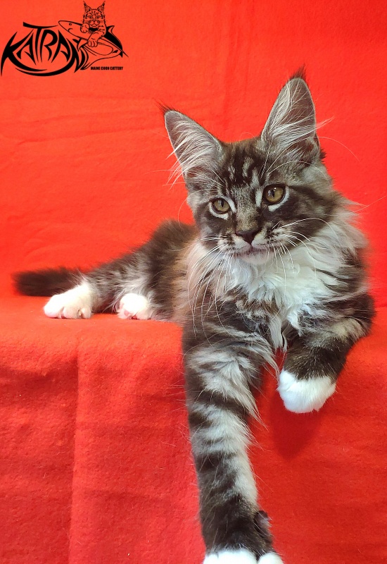 Katran Itan - Кошеня мейн-кун 3 місяця