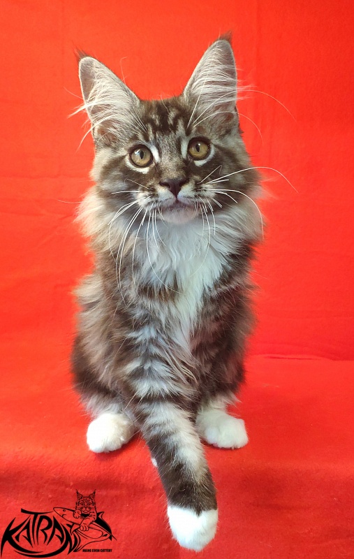 Katran Itan - Кошеня мейн-кун 3 місяця