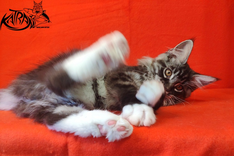 Katran Itan - Кошеня мейн-кун 3 місяця