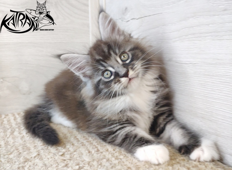 Katran Itan - Кошеня мейн-кун 1 місяць 2,5 тижні