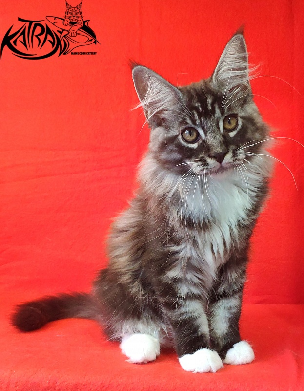 Katran Itan - Кошеня мейн-кун 3 місяця