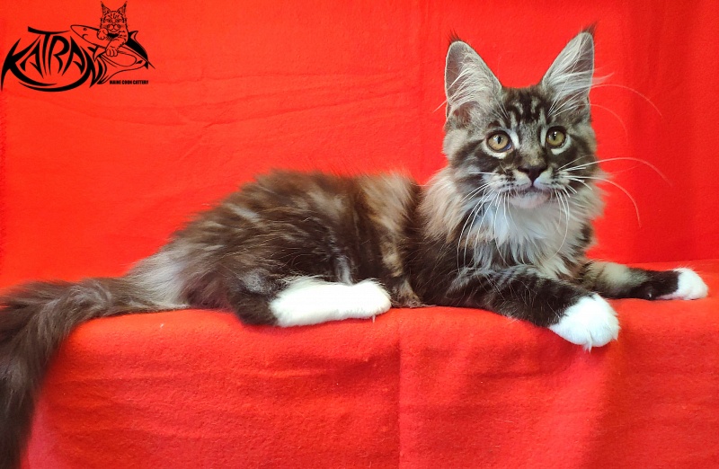 Katran Itan - Кошеня мейн-кун 3 місяця