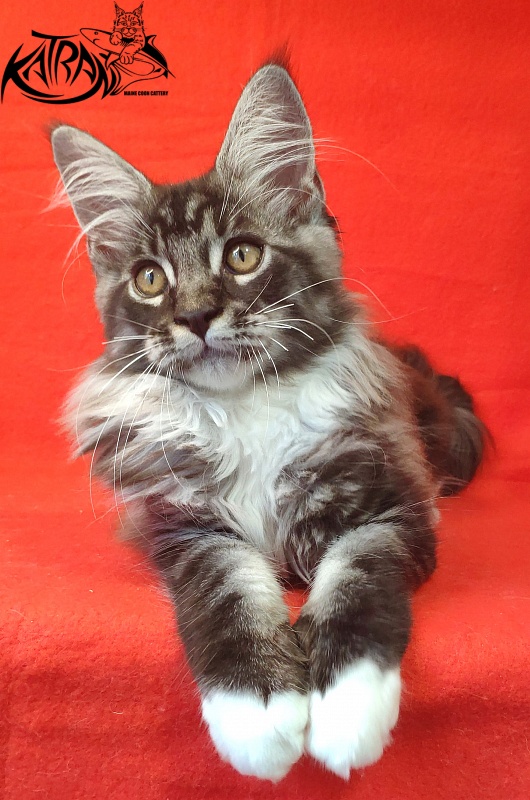 Katran Itan - Кошеня мейн-кун 3 місяця