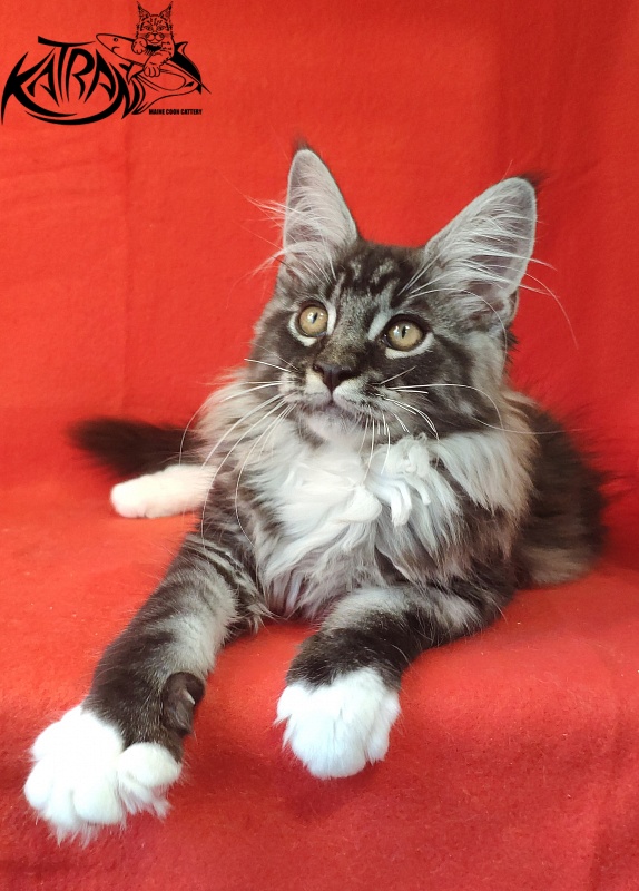 Katran Itan - Кошеня мейн-кун 3 місяця