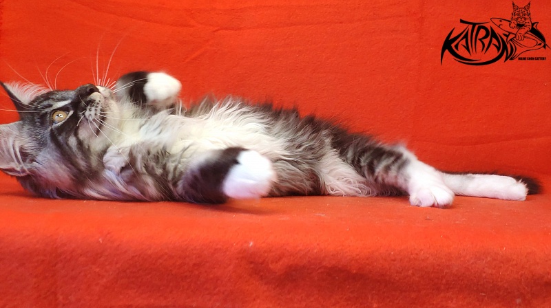 Katran Itan - Кошеня мейн-кун 3 місяця