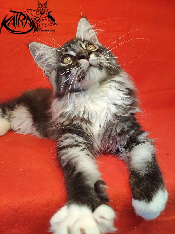 Katran Itan - Кошеня мейн-кун 3 місяця