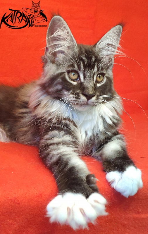 Katran Itan - Кошеня мейн-кун 3 місяця