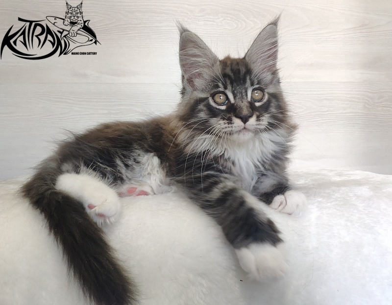 Katran Itan - Кошеня мейн-кун 2 місяця 1,5 тиждень