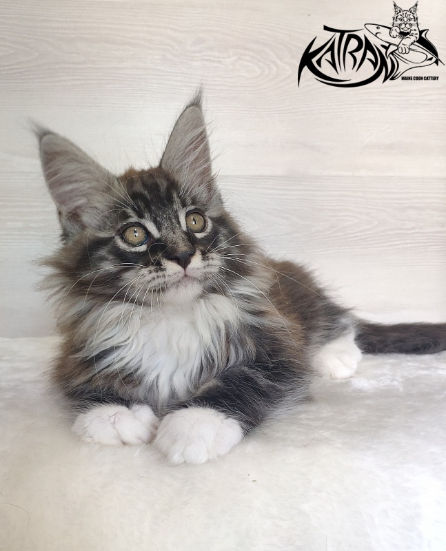 Katran Itan - Кошеня мейн-кун 2 місяця 1,5 тиждень