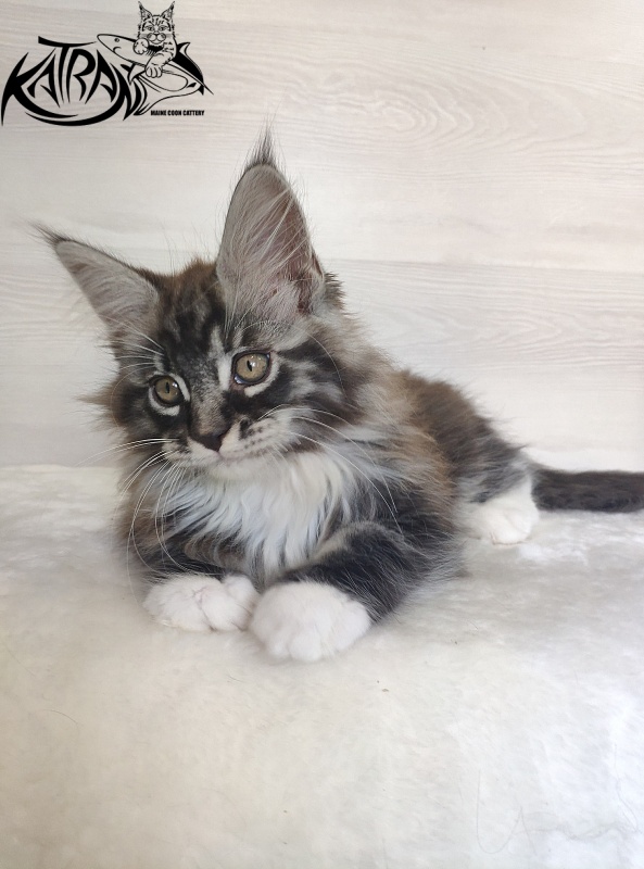 Katran Itan - Кошеня мейн-кун 2 місяця 1,5 тиждень