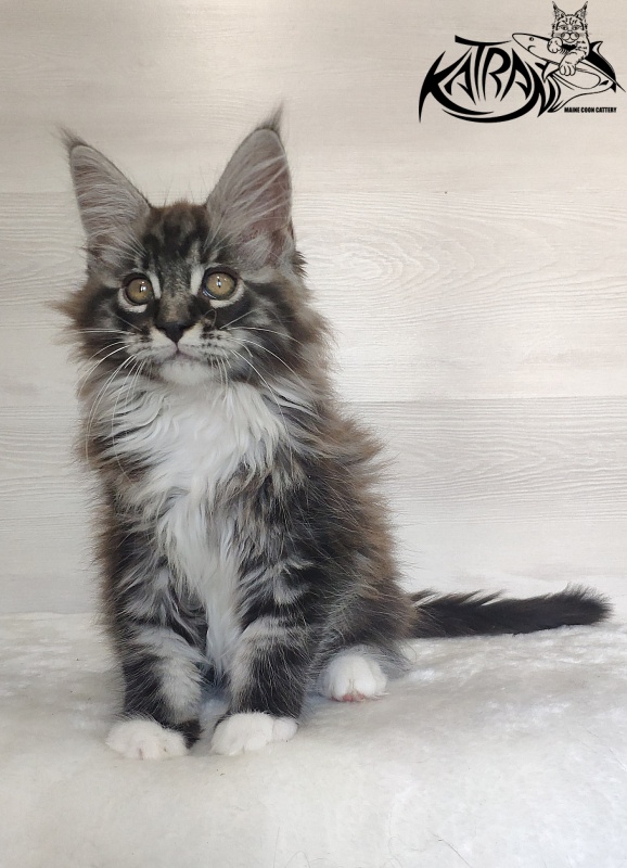 Katran Itan - Кошеня мейн-кун 2 місяця 1,5 тиждень