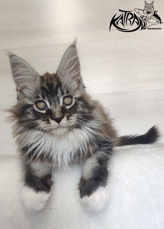 Katran Itan - Кошеня мейн-кун 2 місяця 1,5 тиждень