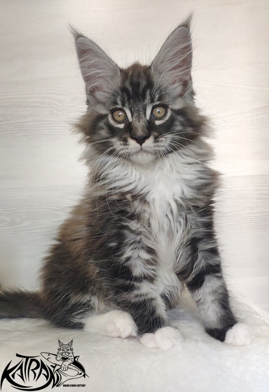 Katran Itan - Кошеня мейн-кун 2 місяця 1,5 тиждень