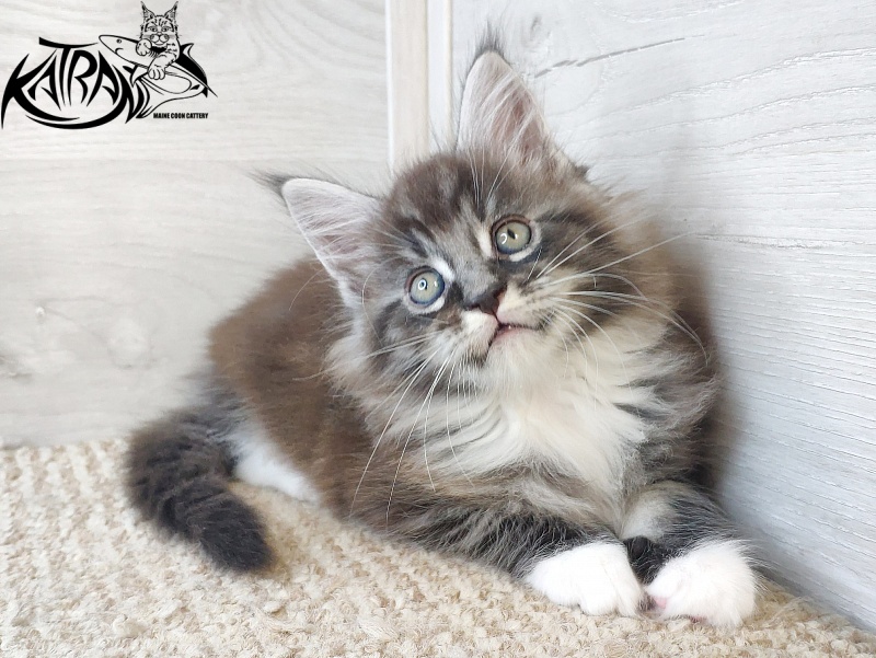 Katran Itan - Кошеня мейн-кун 1 місяць 2,5 тижні