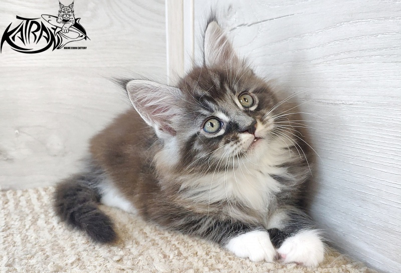 Katran Itan - Кошеня мейн-кун 1 місяць 2,5 тижні