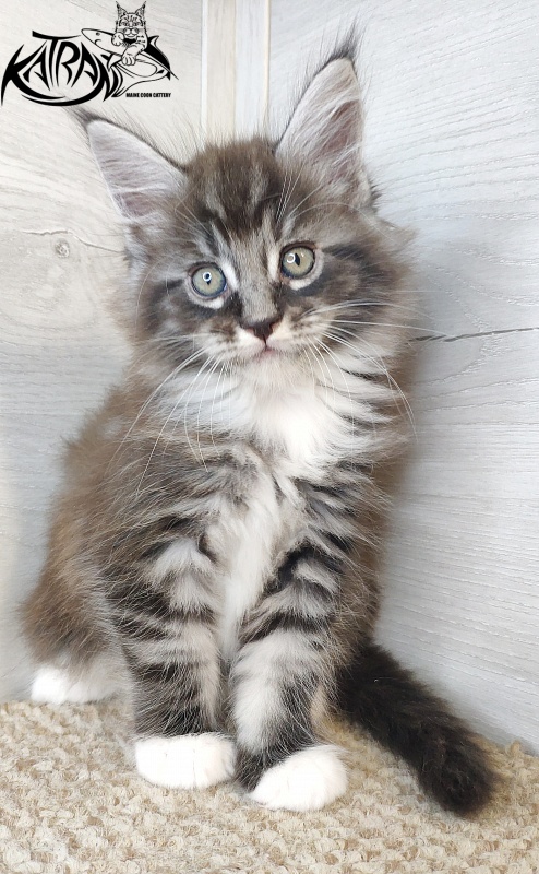 Katran Itan - Кошеня мейн-кун 1 місяць 2,5 тижні