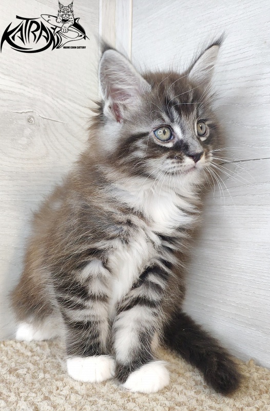 Katran Itan - Кошеня мейн-кун 1 місяць 2,5 тижні