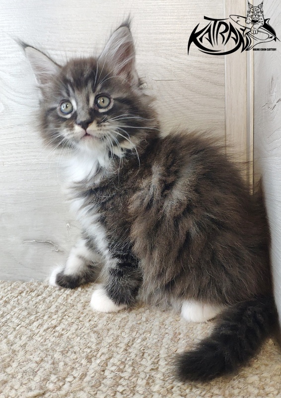 Katran Itan - Кошеня мейн-кун 1 місяць 2,5 тижні