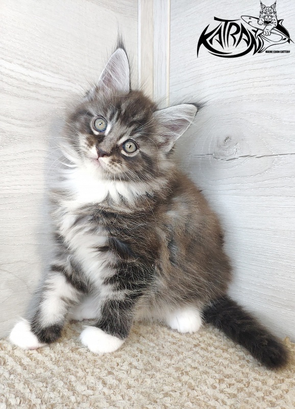 Katran Itan - Кошеня мейн-кун 1 місяць 2,5 тижні
