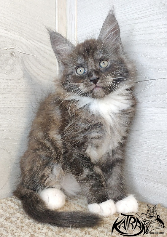 Katran Izzy - Kitten maine-coon 1 month 2.5 weeks