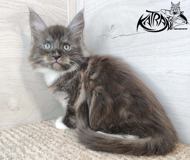 Katran Izzy - Kitten maine-coon 1 month 2.5 weeks