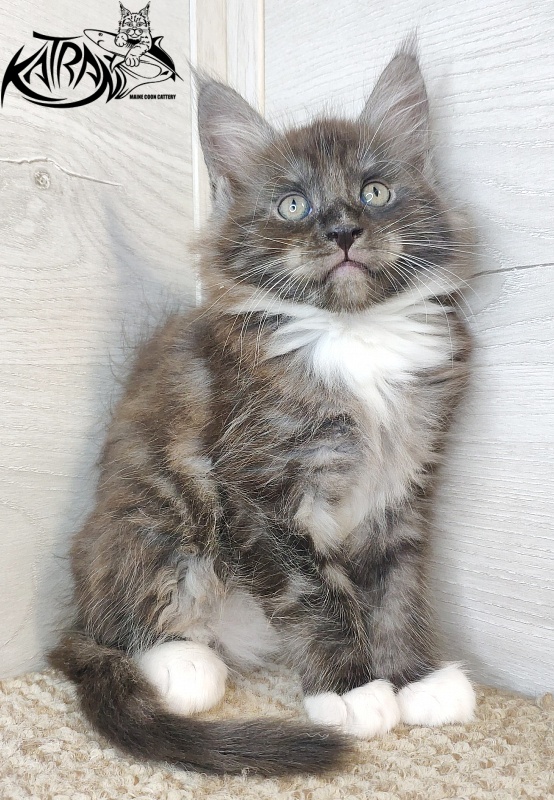 Katran Izzy - Kitten maine-coon 1 month 2.5 weeks