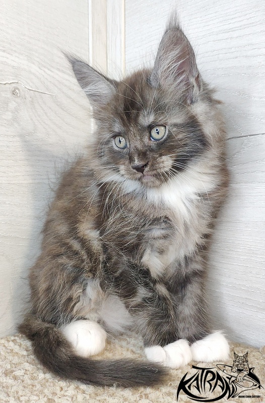 Katran Izzy - Kitten maine-coon 1 month 2.5 weeks
