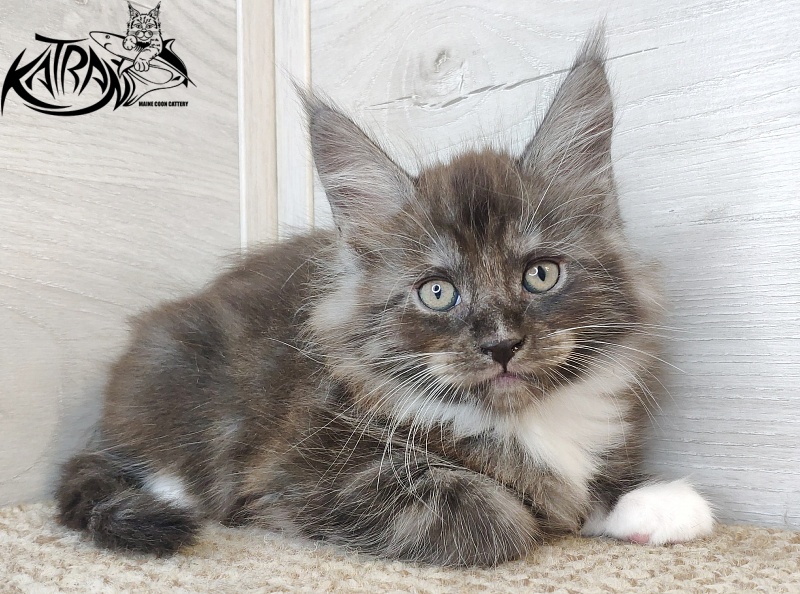 Katran Izzy - Kitten maine-coon 1 month 2.5 weeks