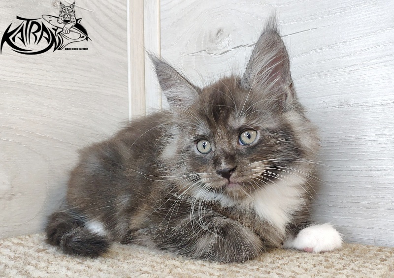 Katran Izzy - Kitten maine-coon 1 month 2.5 weeks