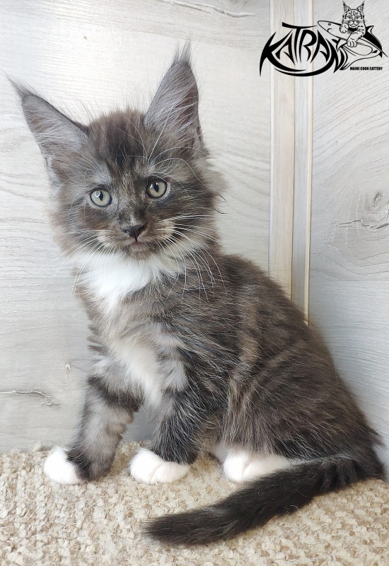 Katran Izzy - Kitten maine-coon 1 month 2.5 weeks
