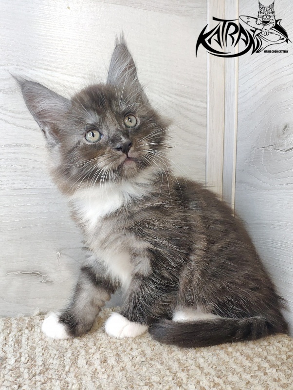 Katran Izzy - Kitten maine-coon 1 month 2.5 weeks