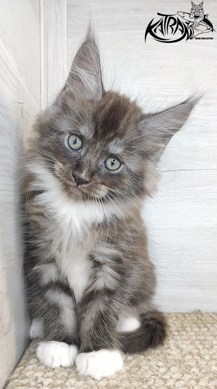 Katran Izzy - Kitten maine-coon 1 month 2.5 weeks