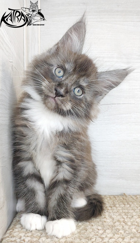 Katran Izzy - Kitten maine-coon 1 month 2.5 weeks