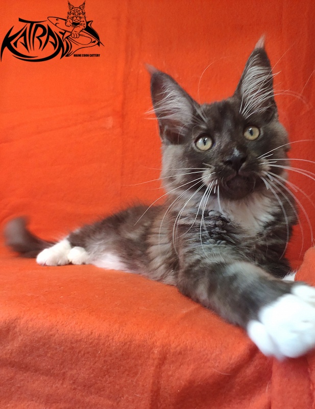 Katran Izzy - Kitten maine-coon 3 months