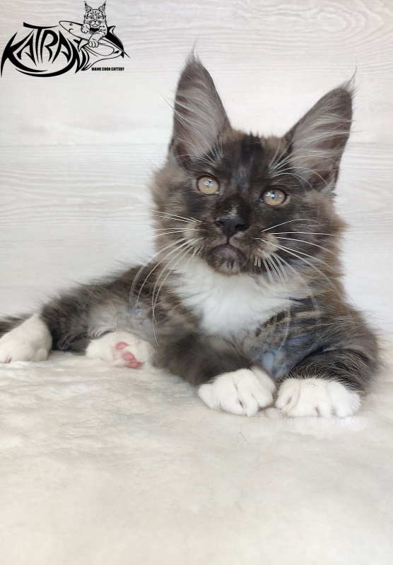 Katran Izzy - Kitten maine-coon 2 months 1.5 week