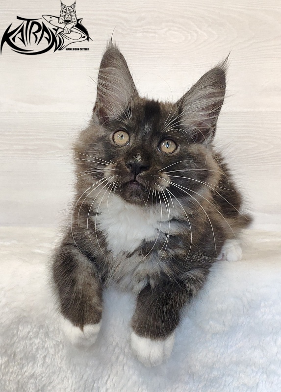 Katran Izzy - Kitten maine-coon 2 months 1.5 week