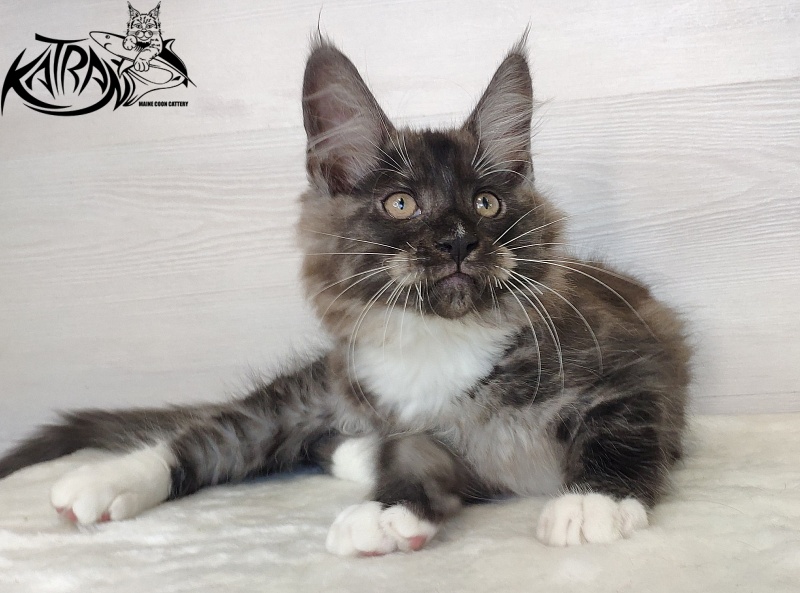 Katran Izzy - Kitten maine-coon 2 months 1.5 week