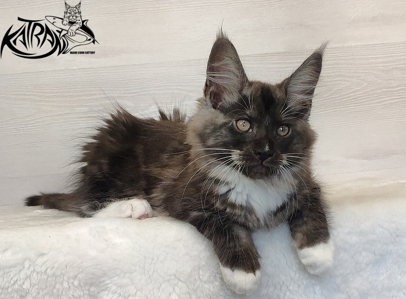 Katran Izzy - Kitten maine-coon 2 months 1.5 week