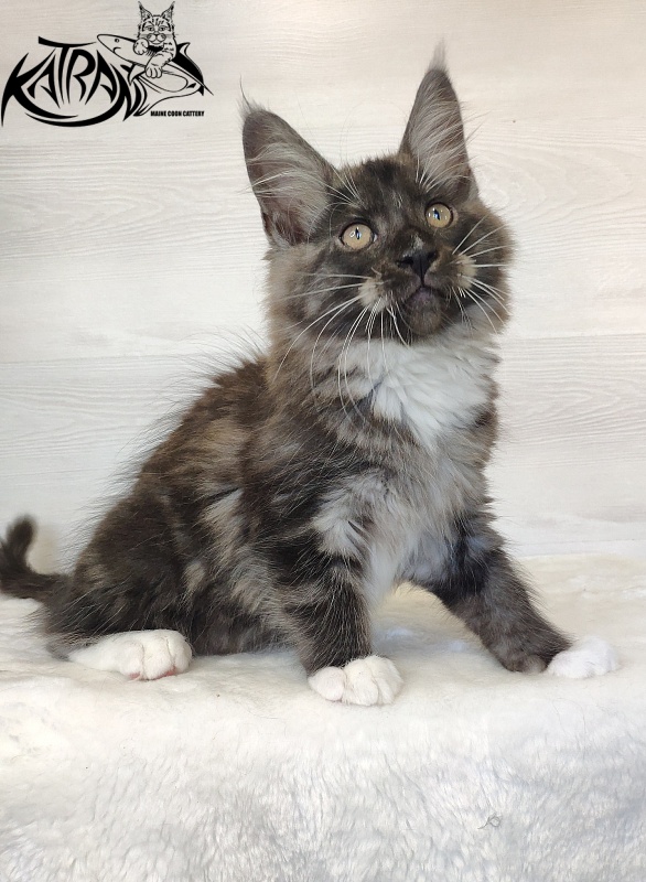 Katran Izzy - Kitten maine-coon 2 months 1.5 week