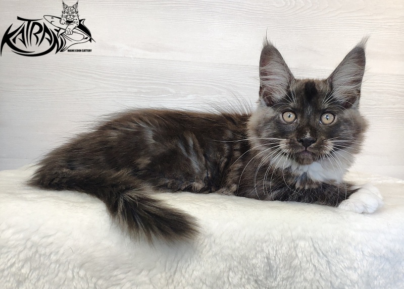 Katran Izzy - Kitten maine-coon 2 months 1.5 week